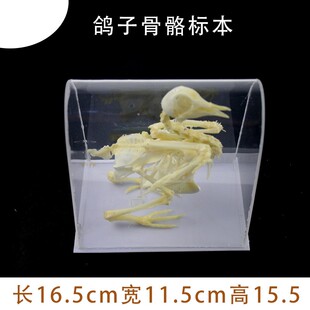 鸽骨骼标本 鸟类骨骼标本 生物标本 鸽子骨架模型 教学仪器初中高
