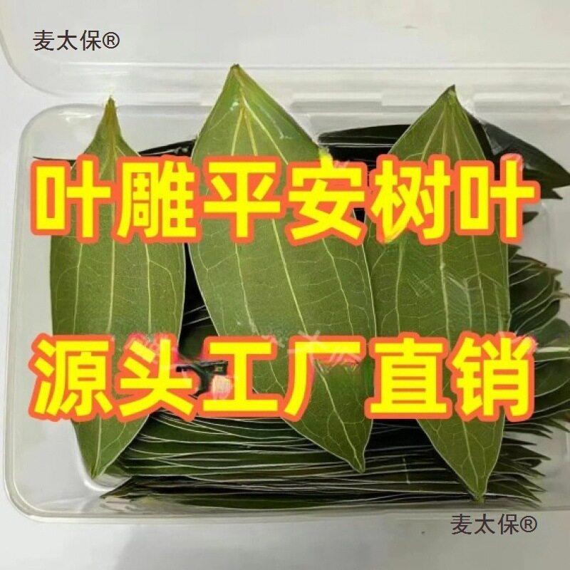 平安树叶干燥处理叶雕叶子标本机器紫外激光雕刻叶片材料麦麦太保