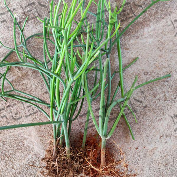 特色大沙漠戟科植物仙光棍生造易庭院神绿化多肉植物棒玉树活绿树
