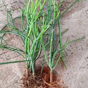 特色大沙漠戟科植物仙光棍生造易庭院神绿化多肉植物棒玉树活绿树