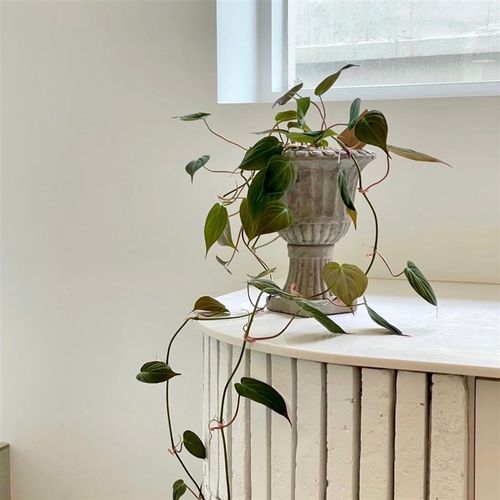 苏太植物 云母蔓绿绒 网红稀有盆栽 台面柜子垂藤植物 热带植物