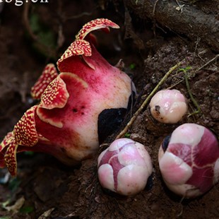 西双版纳热带植物园文创 树脂冰箱贴  寄生花 中国仅有的大花草科