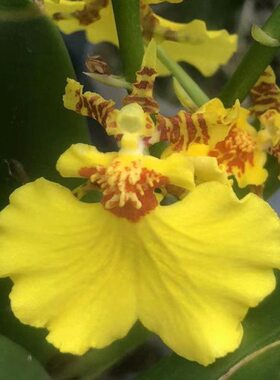 兰跳舞兰净化空气办公室蜜室内洋兰明带花苞黄色糖心好养文淡香