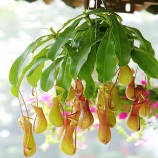 室内花卉盆景鲜花盆栽驱蚊捕蝇草食虫植物猪笼草绿植吊兰带笼子