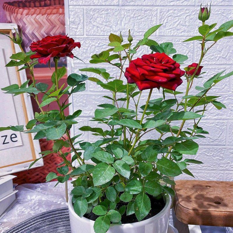 玫瑰花苗特大带花苞花卉绿植物四季室内外庭院盆栽月季蔷薇红丝绒,鲜花速递/花卉仿真/绿植园艺,月季/蔷薇/玫瑰,淘宝优惠券,粉丝福利购,淘宝优惠卷