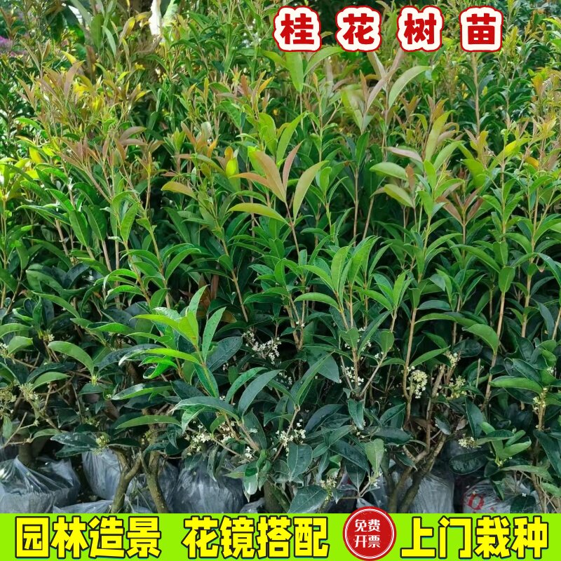 四季桂盆栽庭院可食浓香开花不断