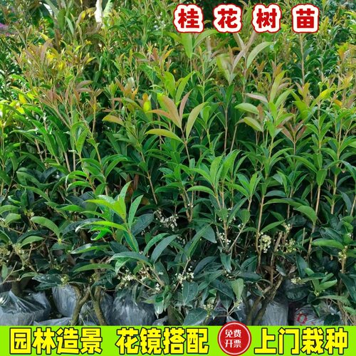 四季桂盆栽庭院可食浓香开花不断