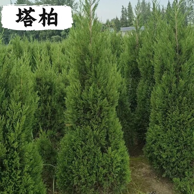 四季常青柏树苗道路绿化易活好养