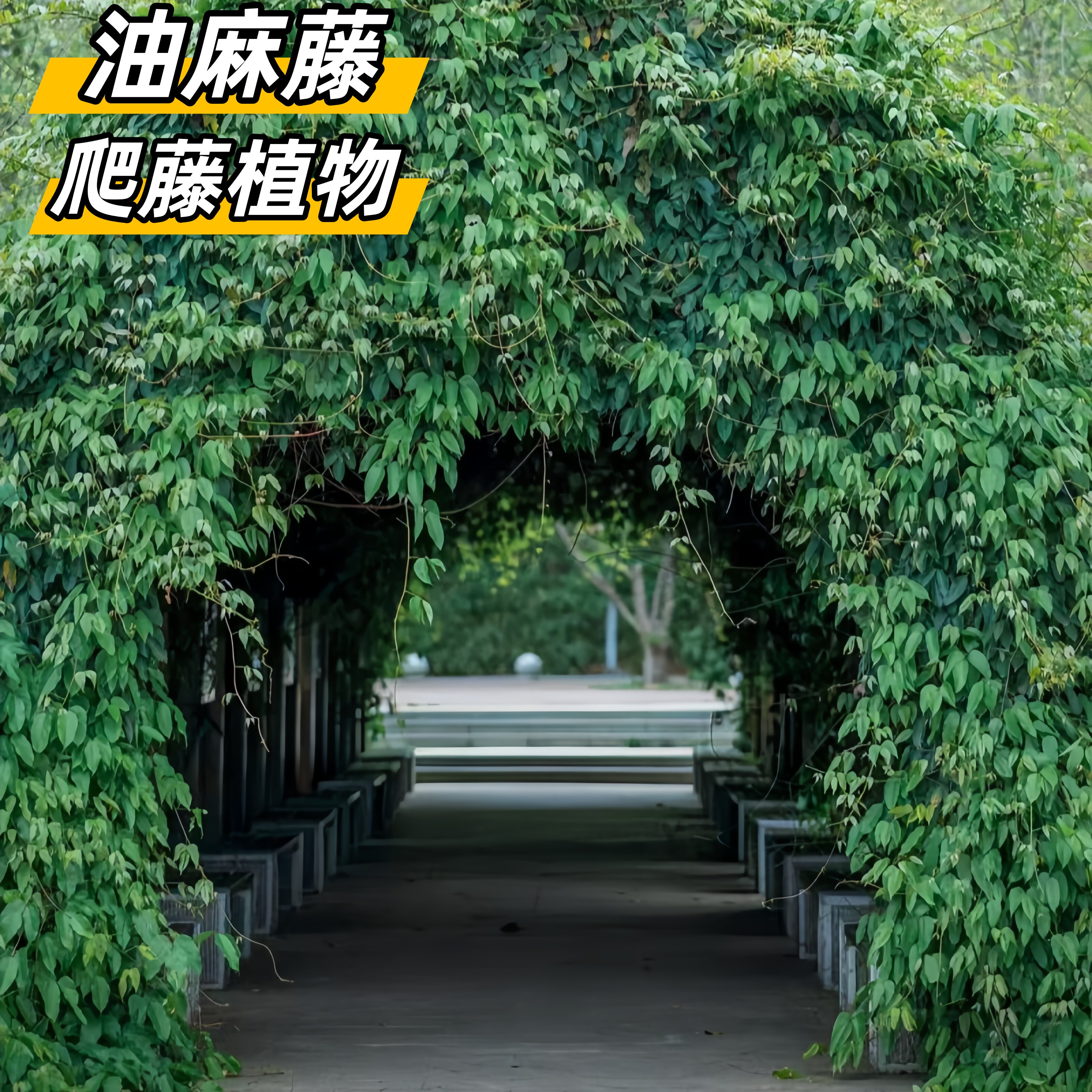 油麻藤四季不落叶绿植爬藤绿植图片