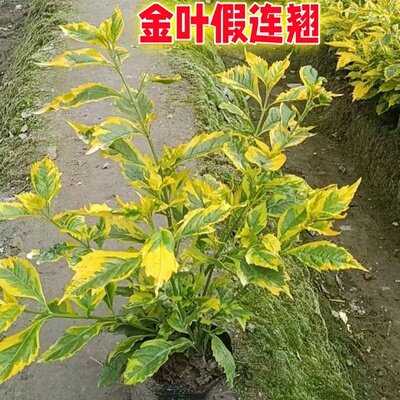 金叶假连翘耐修剪灌木观叶植物