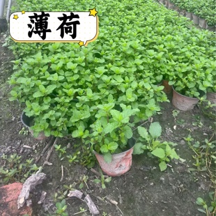 绿薄荷盆栽新鲜可食用薄荷叶庭院室内地栽驱蚊植物薄荷苗绿植花卉