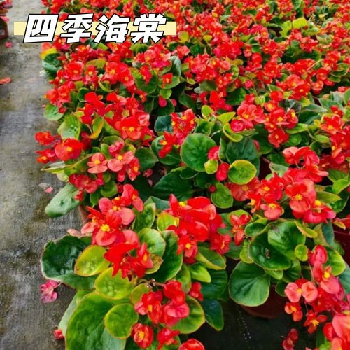 大花秋海棠四季海棠带花发货