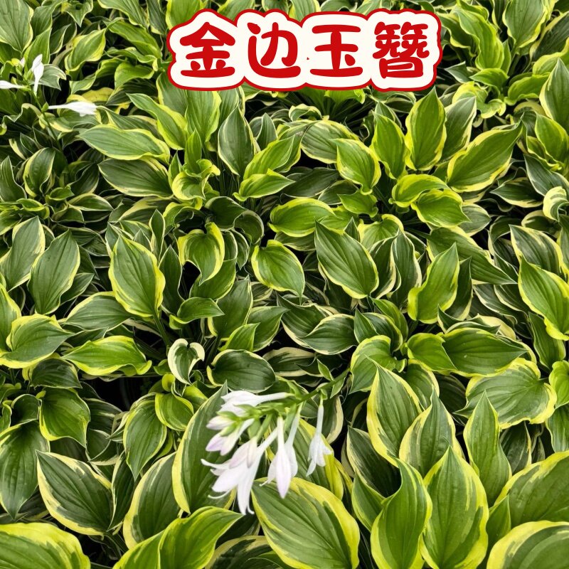 金边玉簪盆栽花叶耐阴花卉庭院花境植物室内外多年生好养绿植
