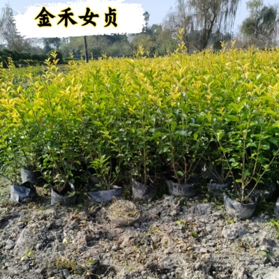 金禾女贞球树苗耐旱耐寒含花盆