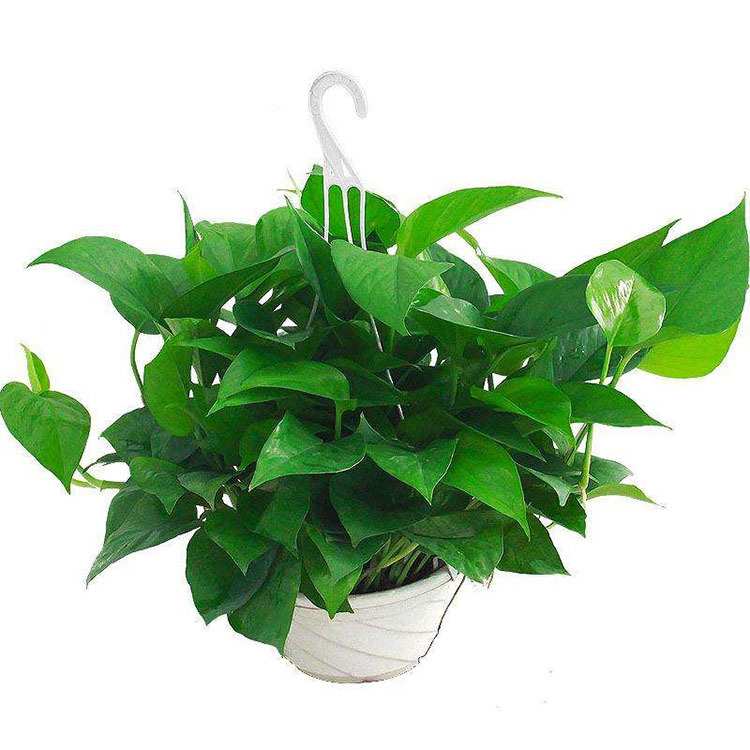 绿萝盆栽书房花卉绿植室内好养净化空气水培植物醛长藤大叶绿箩苗