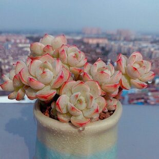 香草比斯多肉植物大株肉肉大颗好养老桩香味稀有贵货好养花卉包邮