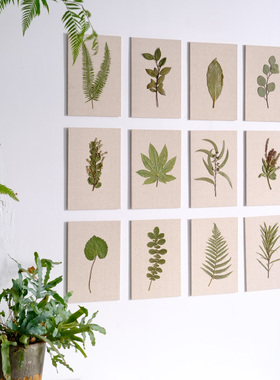 棉麻植物标本照片墙背景墙影棚道具家居软装干花植物相框森系中古