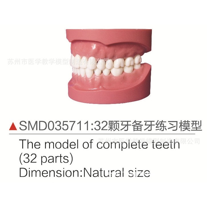 SMD035711  32颗牙备牙练习模型,文具电教/文化用品/商务用品,教学标本/模型,淘宝优惠券,粉丝福利购,淘宝优惠卷