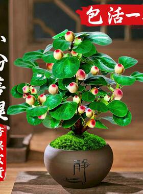 【下单立减30】小盼菩提盆栽带果老桩菩提树盆景中式禅意ZS