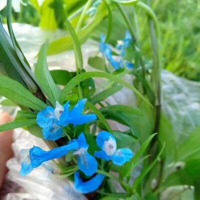 天多年生肉 秦岭很紫锦花苗紫锦 花小野新奇蓝