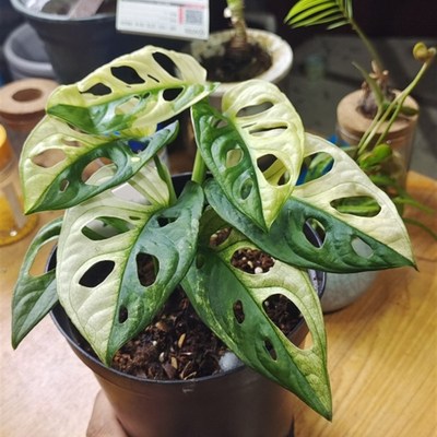 白锦仙洞龟背竹锦叶仙洞龟背仙洞锦黄锦仙洞龟背盆栽室内好养观叶