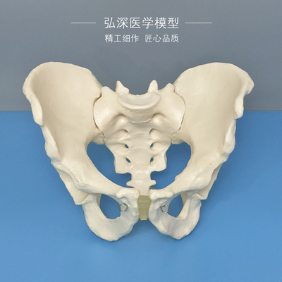 男性骨盆模型人体盆骨髋骨骶骨耻骨关节盆骨骼骨科示教学医学模具