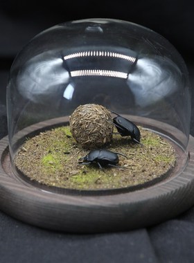 【前行】甲虫标本屎壳郎推粪球蜣螂圣甲虫微景观桌面家居摆件礼物