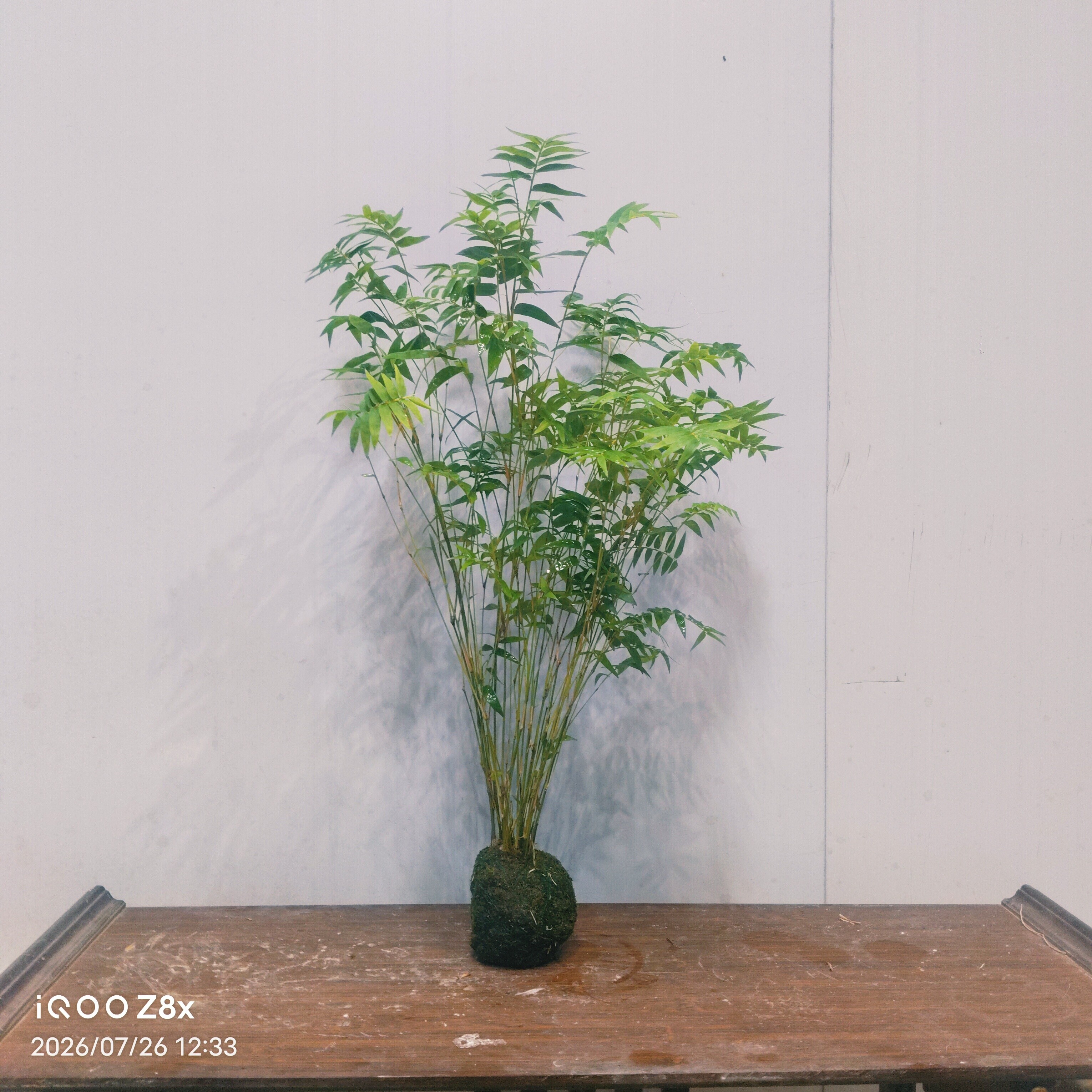 米竹苔藓球盆栽水培观音竹凤尾竹新中式桌面微景观室内懒人好养