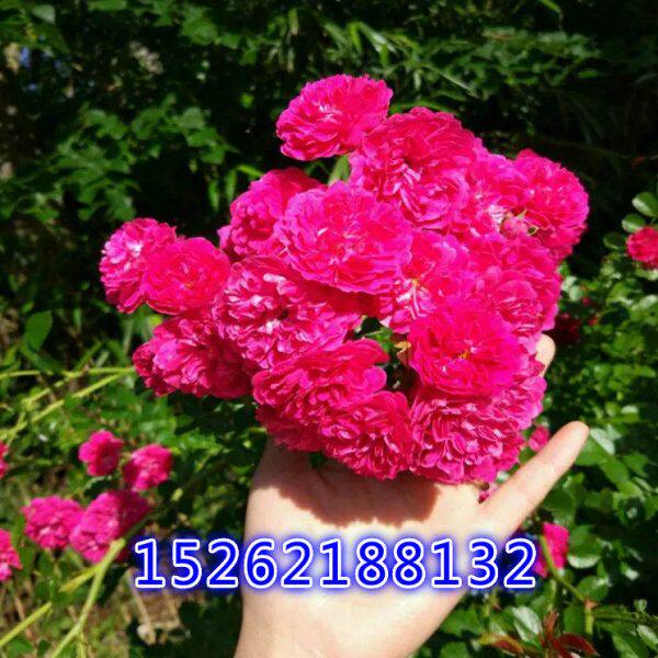 室外七里花树苗红木红花浓木香香十里香爬藤植物香蔷薇香味攀援黄