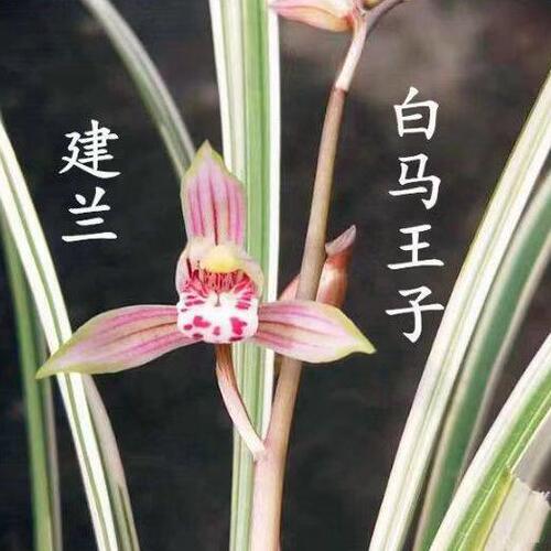 建兰直立细叶瓷白艺草白马王子兰花苗复色花浓香