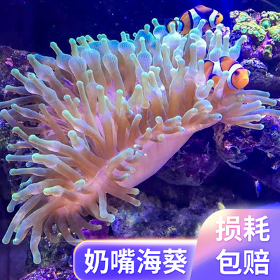 海葵荧光绿红海葵珊瑚绿地毯小丑鱼共生海葵软体鱼缸奶嘴