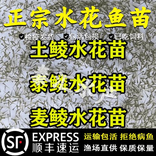 鲮鱼水花苗土鲮鱼苗淡水养殖饵料鱼麦鲮鱼苗泰鲮鱼苗饲料鱼水花苗