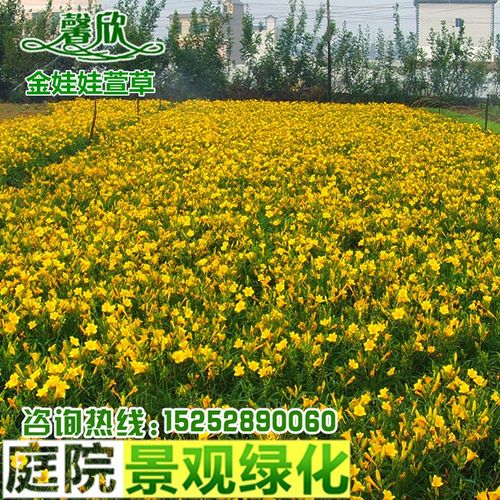 金娃娃萱草(黄百合) 矮生地被植物 宿根花卉 庭院绿化工程用苗