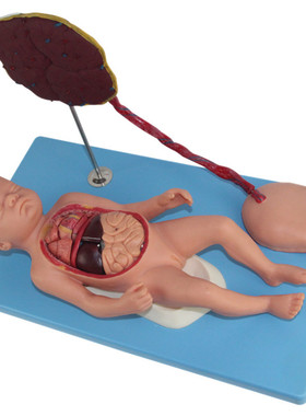 医信MDCD胎盘脐带与胎儿附内脏模型 新生儿内脏解剖 出生婴儿脐带