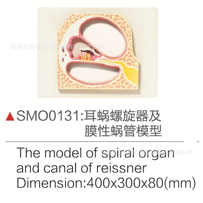 SMO0131耳蜗螺旋器及膜性蜗管模型,文具电教/文化用品/商务用品,教学标本/模型,淘宝优惠券,粉丝福利购,淘宝优惠卷