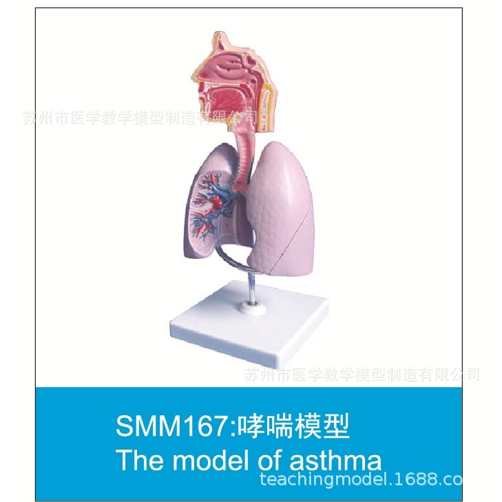 SMM系列促销模型,文具电教/文化用品/商务用品,教学标本/模型,淘宝优惠券,粉丝福利购,淘宝优惠卷
