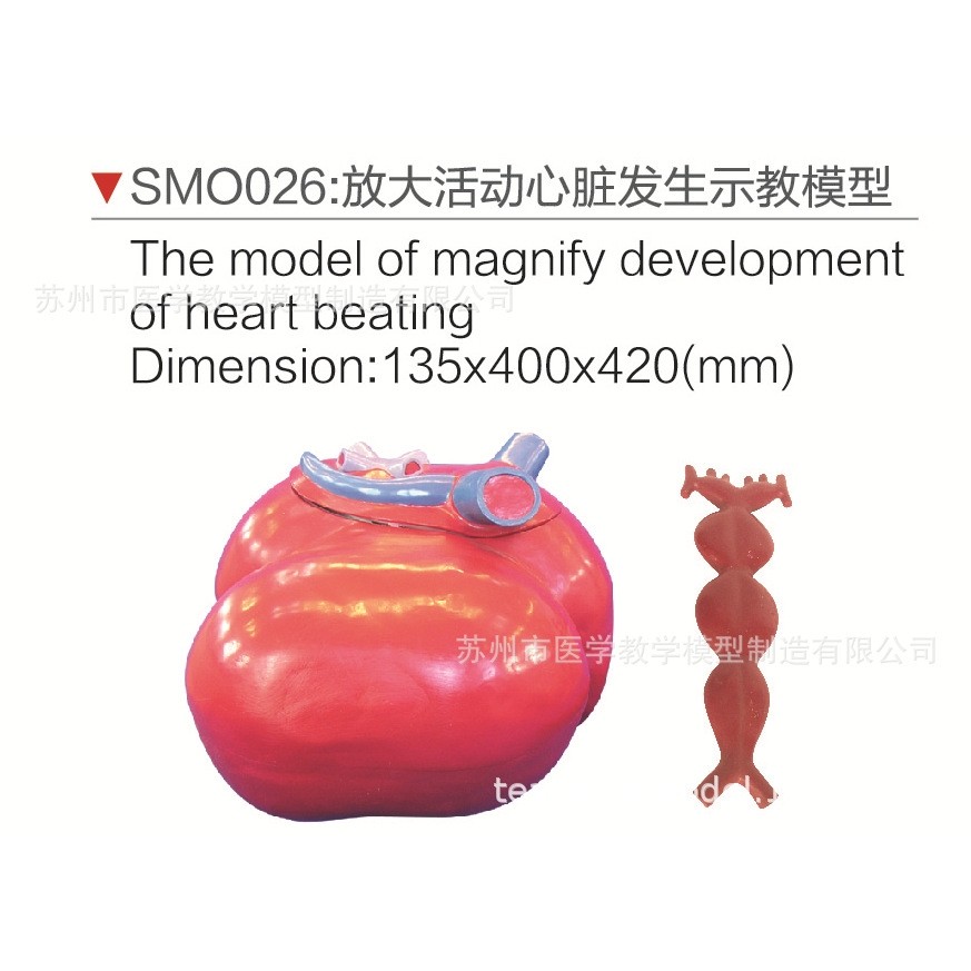 SMO026放大活动心脏发生示教模型,文具电教/文化用品/商务用品,教学标本/模型,淘宝优惠券,粉丝福利购,淘宝优惠卷