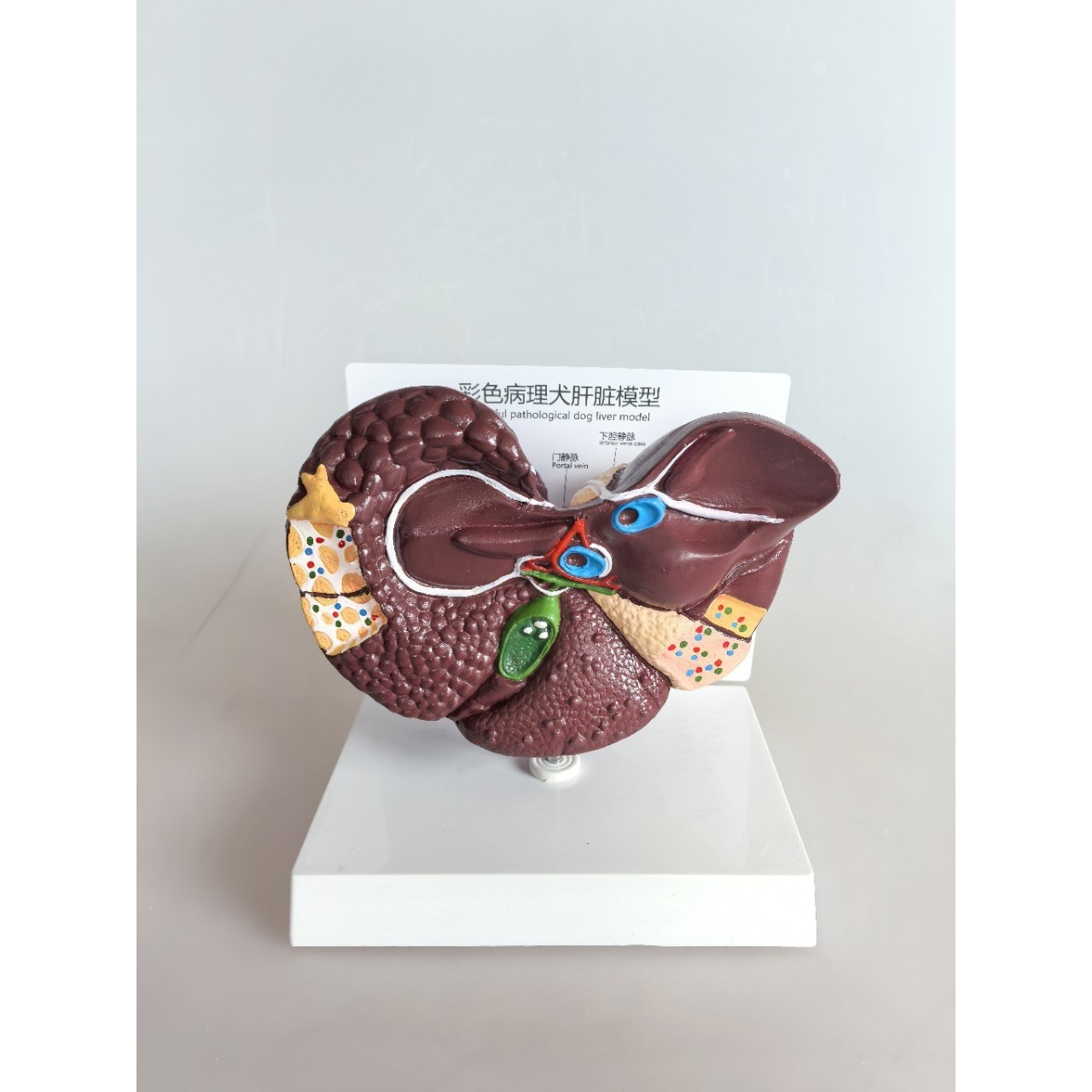 犬的肝脏   犬肝脏病变      犬 肝脏组织病变，动物肝脏病理模型,文具电教/文化用品/商务用品,教学标本/模型,淘宝优惠券,粉丝福利购,淘宝优惠卷