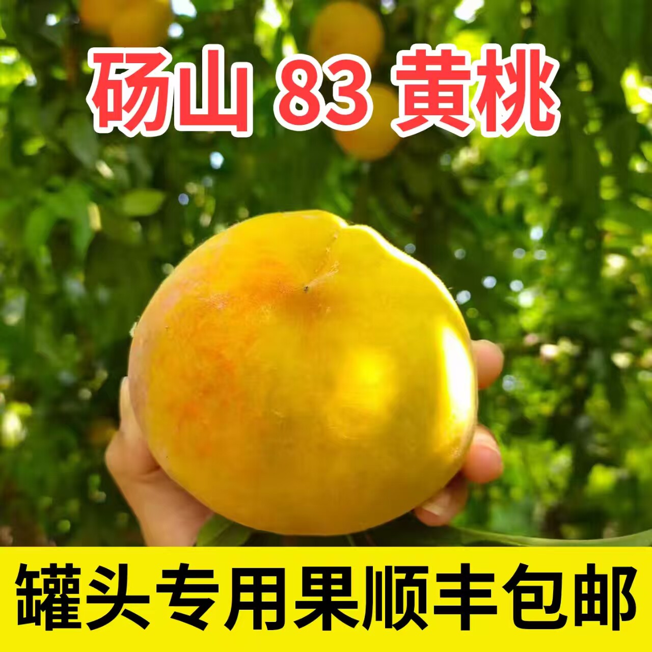 砀山83黄桃罐头专用果硬黄桃
