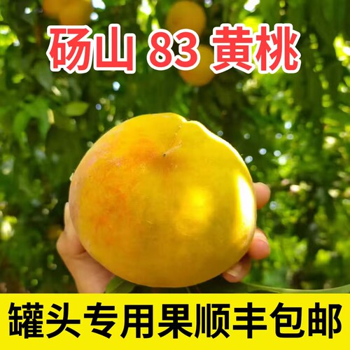 砀山83黄桃罐头专用果硬黄桃