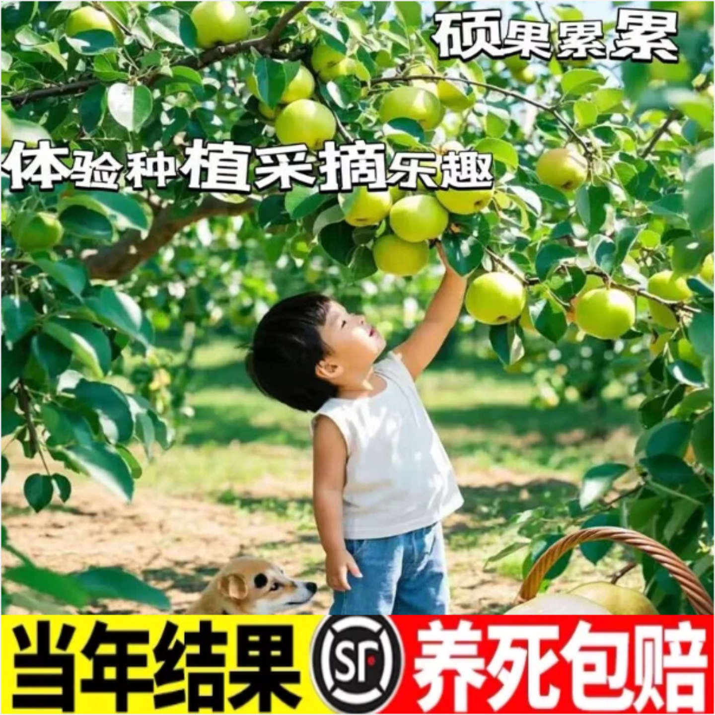 黄花梨苗树果水嫁接特大当年结果