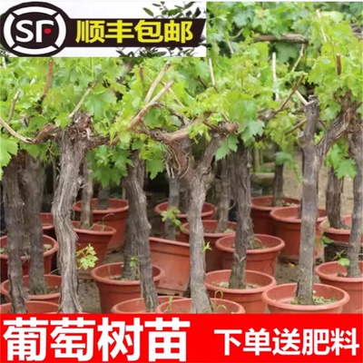 特大葡萄树苗盆栽地栽庭院