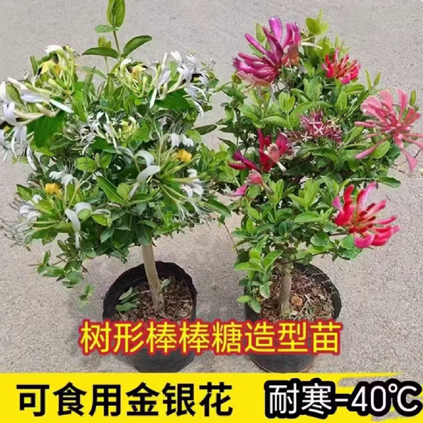 红黄金银花盆栽爬藤植物攀缘花卉庭院阳台楼顶冬季耐寒金银花树苗