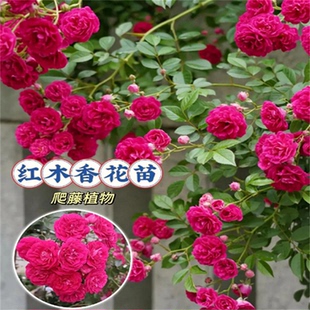 红木香花黄木香树苗室外攀援爬藤植物七里香红花十里香蔷薇香味浓