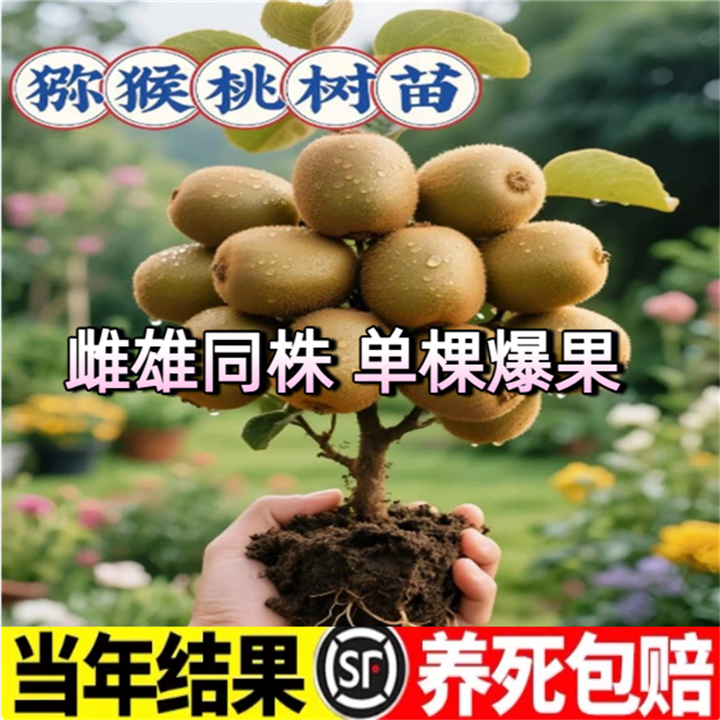 红心猕猴桃苗树南方北方种植