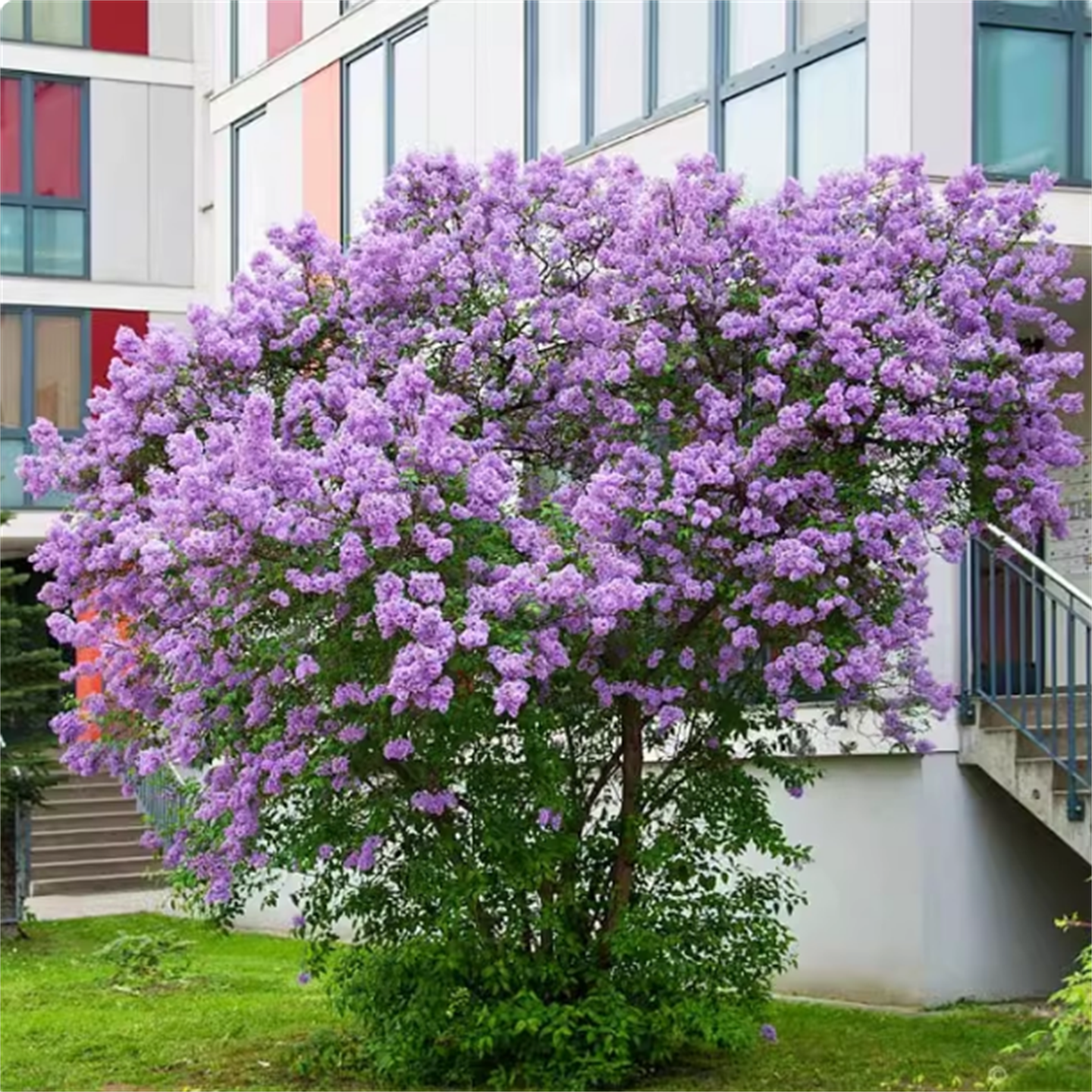浓香型紫丁香花苗四季观花