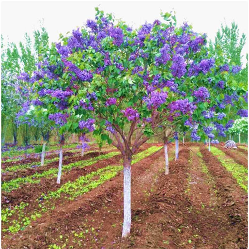 高杆嫁接丁香花树苗别墅庭院大型耐寒绿化风景树盆栽浓香树状花卉