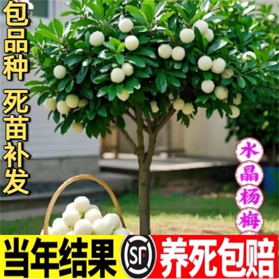 嫁接水晶杨梅树苗耐寒庭院