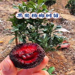 黑炭杨梅树苗带土嫁接杨梅苗盆栽南方北方种植果树包成活当年结果