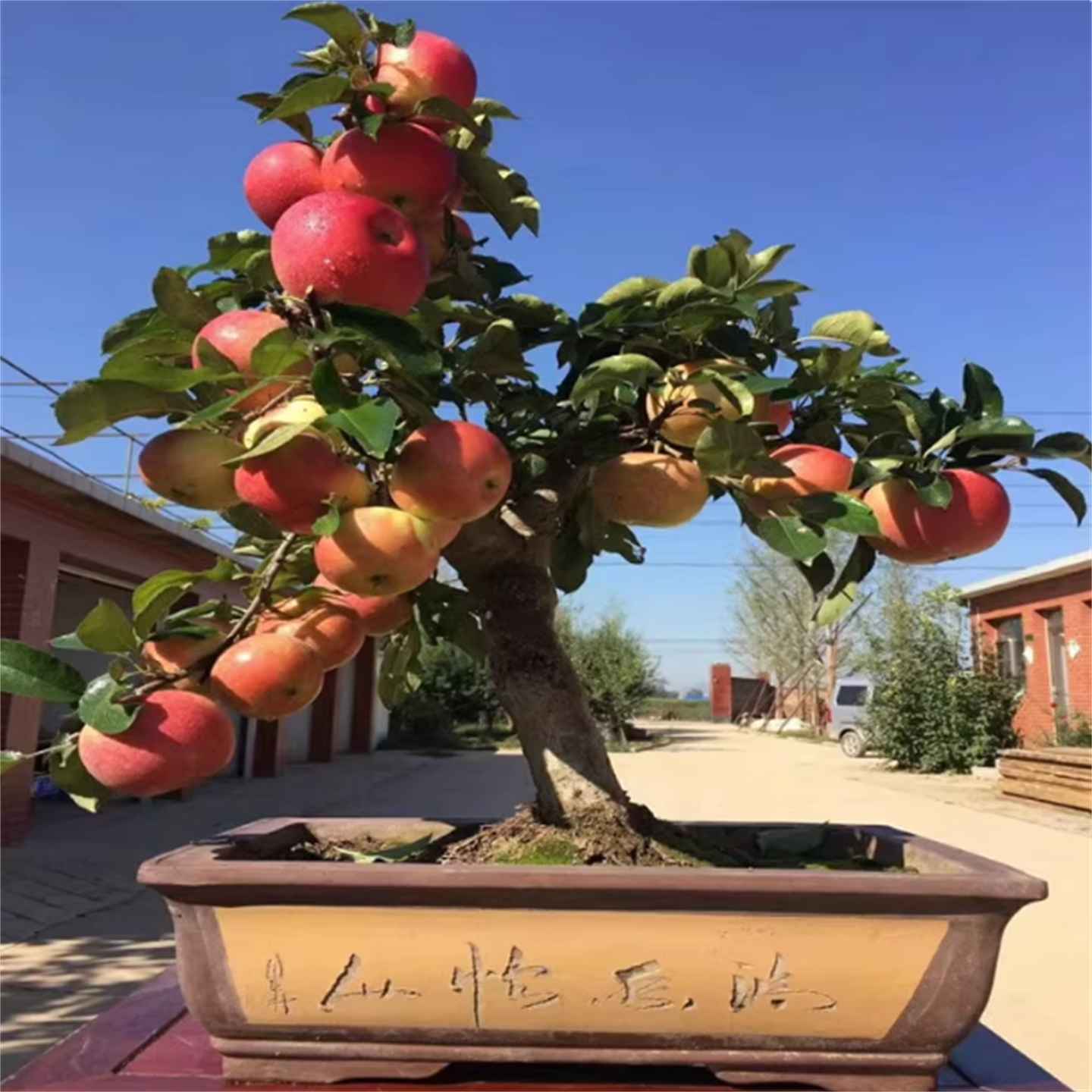 矮化苹果树苗地栽红肉红富士